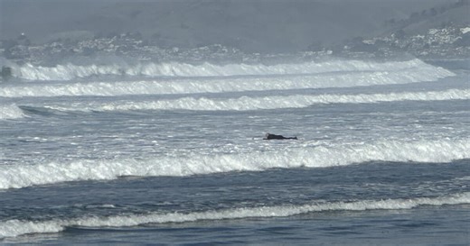 Large waves in Morro Bay bring surfers from out of town to the beach