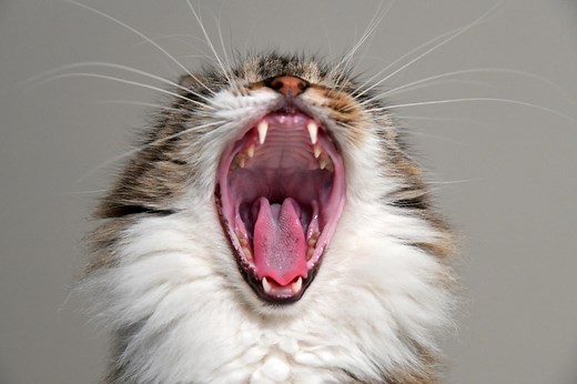 How many teeth does your cat have? Probably more than you think