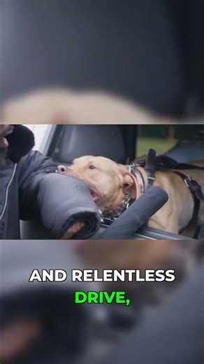 Bandog The Terrifying Hybrid Guard Dog