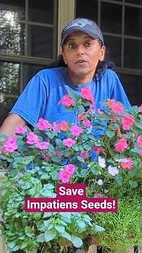 How To Collect Impatiens Seeds