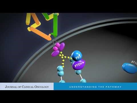 Deciphering the Role of PI3K Mutations in HER2+ Breast Cancer
