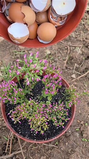 1.3K views · 18 reactions | Boost your plant health with this easy...