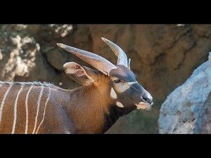 3 Hours of Bongo Sounds