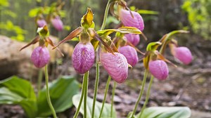 Can You Grow Orchids Outdoors? Everything You Need To Know