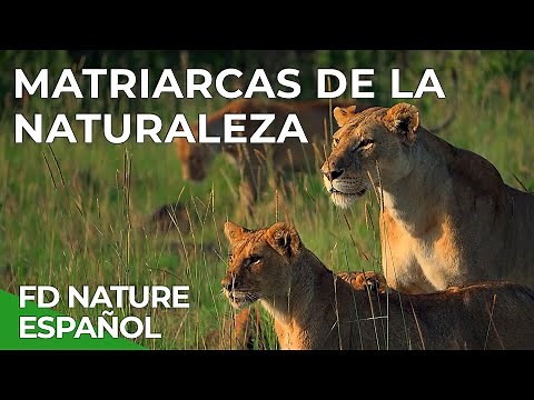 Nature’s Matriarchs | Free Documentary Nature