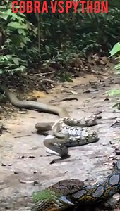 28K views · 127 reactions | Animals HD on Reels | Facebook