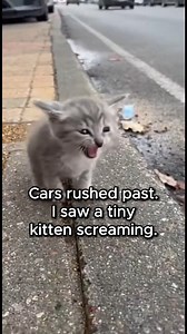804K views · 37K reactions | A blind kitten was dumped on the side of the road, screaming while cars rushed past. I took her home, gave her time, and let her learn my voice step by step. Now she follows me everywhere and trusts me completely, even without sight. #blindkitten #kittenrescue #catrescue #animalloversrescue | Animal Instincts TV | Facebook