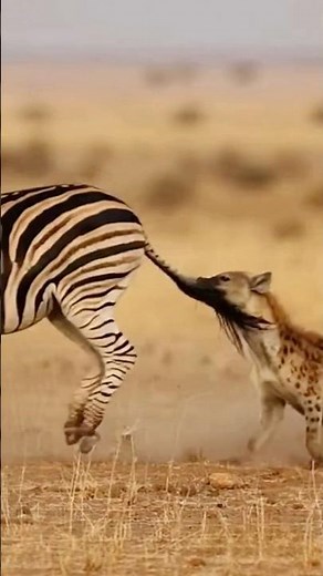 Hyena bites zebra tail, then gets kicked—why did the zebra act so fierce? #Hyena #Zebra #Wildlife