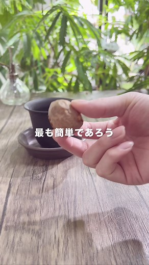 アボカド発芽しない理由 種の発芽は「種ごとに設定された温度」の環境で水分に触れることです。なので条件に合っていなかった。これが理由です。 それを踏まえて... ・温度が適正ではない →18〜20度あれば安心 ・なかなか芽が出てこない →果肉が残ってないか確認。フルーツなど果肉には発芽抑制物質がある。これがないと木にぶら下がっている時に発根しちゃうからね... ・水耕栽培はどう？ →簡単かもですが、土に切り替える時に突然難易度跳ね上がる。深い容器を使うほど扱いにくい根が伸びてしまう。 ・アボカドは何で食べれば良い？ →マグロとあえるのが好き ・食べごろのアボカドの選び方は？ →綺麗なグリーンのやつは避ける。追熟された濃い色のアボカドが良い ・これだけはやめておけなアボカド →皮と実の間に空間がある。中が変色している可能性あり ＼本が好評発売中／3刷りになりました！ 「世界一たのしい観葉植物教室」KADOKAWA 全国の本屋、楽天、Amazonから！ ━…━…━…━…━…━…━…━…━…━ 観葉植物の育て方を中心に発信中！ フォローはこちらから→ @kuritojp ━…━…━…━…━…━