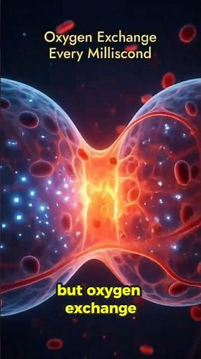 Oxygen Exchange How Your Lungs Keep You Alive #LungHealth #OxygenExchange