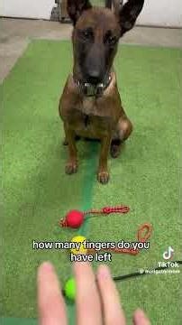Malinois are extraordinarily loving but still maniacs every day of the week! 🤪🐕🤣 #dog #viral #fyp