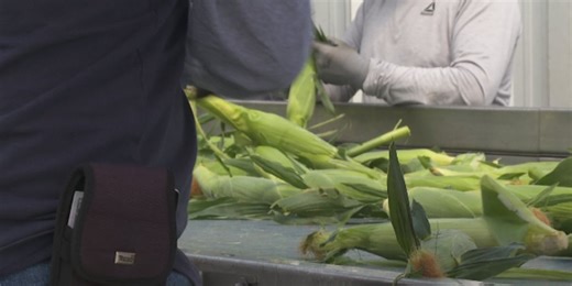 How Olathe Sweet Corn farms are managing pesky pests