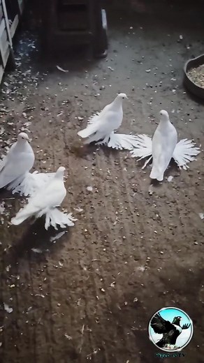 Exquisite Tumbler Pigeons for Sale