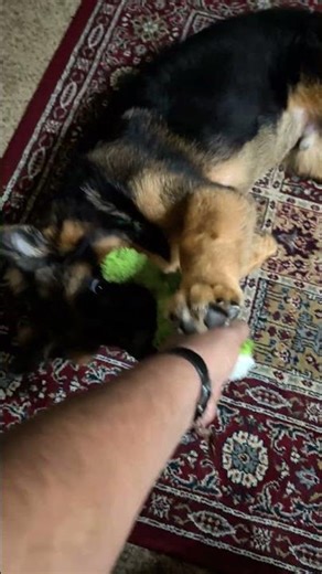 Kal loves his alligator 🐊