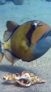 24K views · 571 reactions | Titan Triggerfish: The Solitary Reef Guardian #TitanTriggerfish #ReefGuardian #UnderwaterMajesty #DiveDeep #MarineLife #CoralReefProtector #OceanicAdventures #SolitarySwimmer #triggerfish #underwaterphotography #scuba #uwphotography #scubadiving #dahab #oceanconservation #TriggerfishTerritory #IndoPacificWonders | Scuba Diving Holidays | Facebook