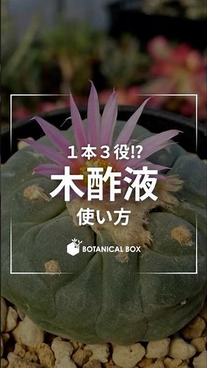 3通り！木酢液の使い方。#木酢液#ボタニカルボックス#塊根植物#多肉植物#コーデックス