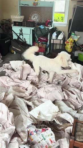Trying to clean out boxes in the garage and Sally really trying to help.