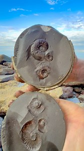 1.4M views · 10K reactions | Here’s one of our Golden Nodules 勞 The...