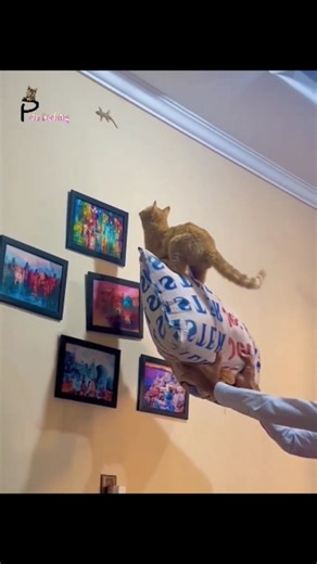 #petsfeeling 🐕🐈🐕‍🦺🦮🐩🐎🐤🐓: Everything you need to know about how your pet feels and what it wants #PetCare #DogTraining #CatBehavior #PetAdoption #PetGrooming #PetSupplies #HealthyPets #ExoticPets #PetFood #DogBreeds #PetInsurance #PetToys #PetHealth #AnimalShelters #DogWalking #PetBoarding #CatBreeds #PetTreats #PetSitting #PuppyTraining #SeniorPets #PetSafety #PetLovers #PetFriendly #PetExercise #DogCare #PetBehavior #PetPhotography #PetAccessories | Pets Feeling