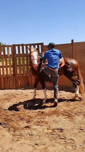 Horse Riding Techniques for Beginners in Outdoor Training