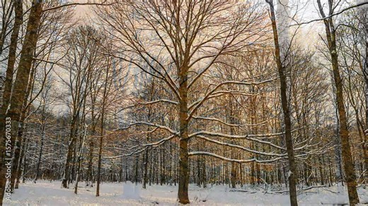 Four Seasons Time-lapse of a Single Maple Tree, Cycle of Life from Spring to Winter, AI Generated Stock Video