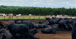 Friboi Day mostrará as melhores práticas de uma pecuária sustentável, regenerativa e lucrativa