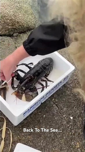 Back To The Sea….. #lobster #backtothesea #freelobster #happyvegan #veganway #veganforanimals #vegan