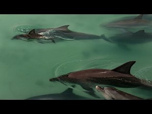 Dolphin Family Welcomes New-born Together | BBC Earth