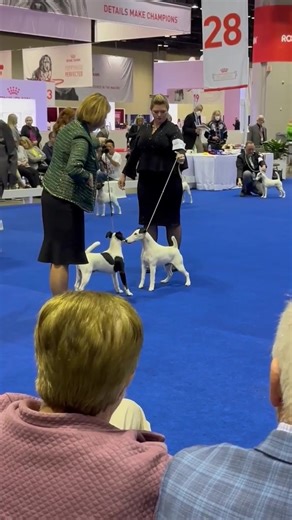 Smooth Fox Terrier Sparring at American Kennel Club National Championship 2022