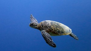 Sea turtles of the world | Olive Ridley Project