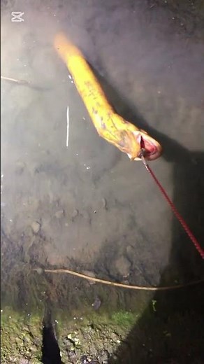 How many big asian swamp eel have been caught? #catchfish #catchingfish