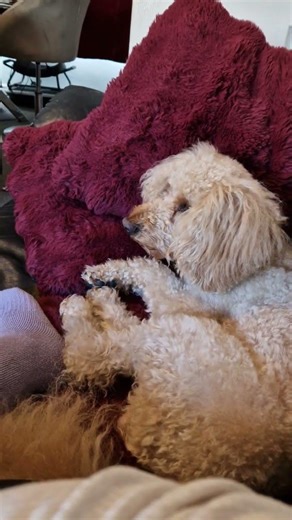 watching TV with max #cockapoo #fluffydog #maxthepoo #dog #adorabledog #cutepet #doggie #shorts