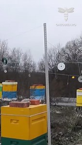 Protecting your apiary against an attack of bee-eating birds is not an easy task, but methods like hawk sounds or scarecrows proved somewhat effective For full videos, check these channels: @cristividican - YouTube @pchelovedenie - YouTube @canorbay - YouTube @Liveinthepresent93 - YouTube #beekeeping #onequeen #education #savethebees | OneQueen.ro