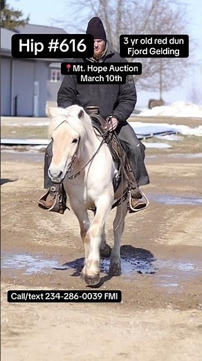 Purebred FJORD Gelding coming to the Mt. Hope Auction!