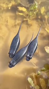 1.4M views · 3.5K reactions | #fishing #fishingbait #fishingtips #fishingtools #fishingtutorial #fishinglifeb #fishinglovers #montage #angler #carp #carpfishing #fishingreels | JADA | Facebook