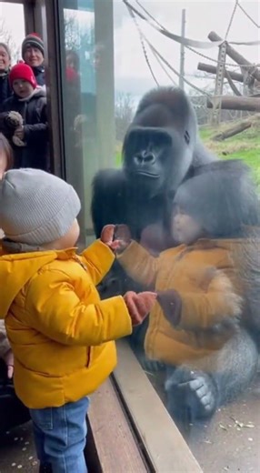 I waved and it waved back... "Did it get through to me!?" happened 🦍 #gorilla #zoo #cute #animals...