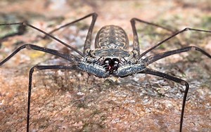 Making Sense of the Great Whip Spider Boom