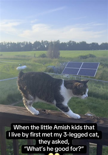 Adorable Encounter: Amish Kids Meet 3-Legged Cat