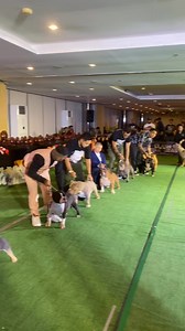 ABKC PABR BEST HANDLER, RING 1. 🏆 Goes to… Mr. Dupri Williams Stan, awarded by Mem Anna Karuna (ABKC JUDGE). 👏🏻 Congratulations, you deserve it. 💪🏼 | Buhay Bullies