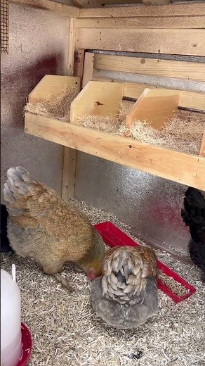 The chicken girls getting cozy in their new house🐥🏡 #adorablechicks #chickencoops #chickengirls