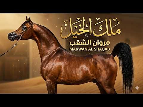Purebred Arabian horse | The Legendary Marwan Al Shaqab