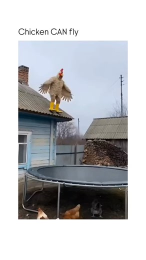 Brutal Humors | This video captures a humorous outdoor stunt where a person in a bird costume attempts to mimic flight using a trampoline, ending in a... | Instagram