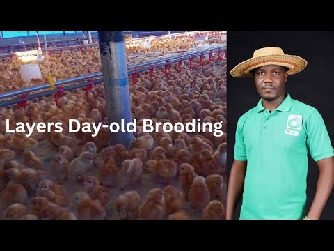 Brooding of Day-old Layers chicks with Modern facilities (Poultry Farming in 2025)