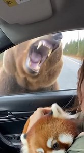 89K views · 873 reactions | Red Panda CLIMBS Into CAR To Hide From A BEAR!  #animalrescue #redpanda #bear #nature | The Animal Edit | Facebook