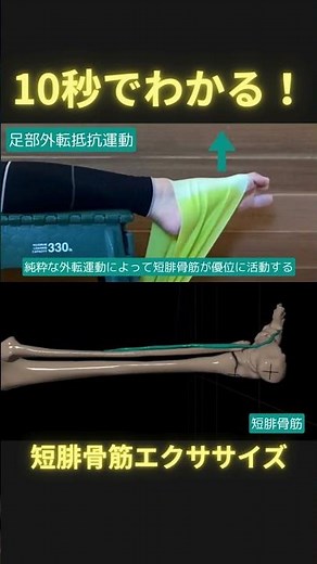 10秒でわかる！短腓骨筋トレーニング #理学療法 #足病学 #ptタイガー #日本足病学協会