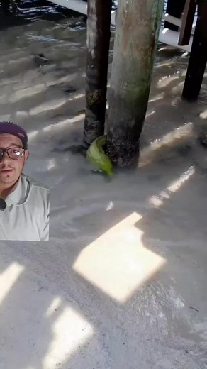 Unveiling the Incredible Second Jaw of Moray Eels