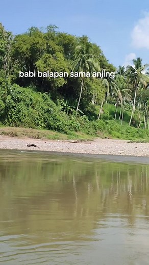 babi tengelam dlm sungai #CLEARYourHeadKetombeChallenge