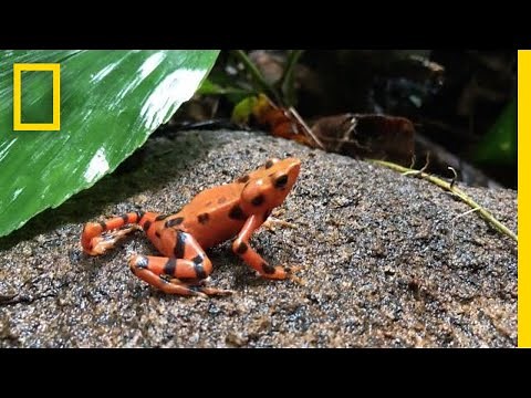 Hundreds of Tiny Frogs Released on a Mission to Save Their Species | National Geographic