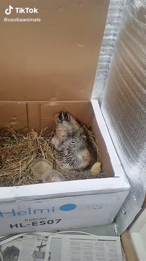 Hen and Chicks in Indoor Brooder Box