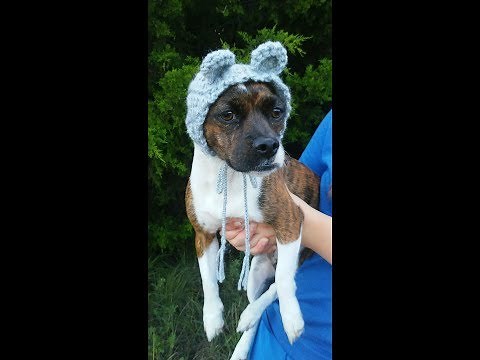 Crochet Dog Bear Cowl Snood Tutorial, Dog Bear Costume Crochet Pattern